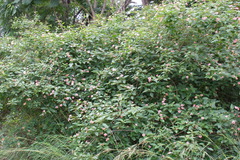Lantana camara
